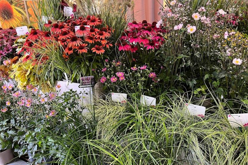 a display of diverse flowering plants
