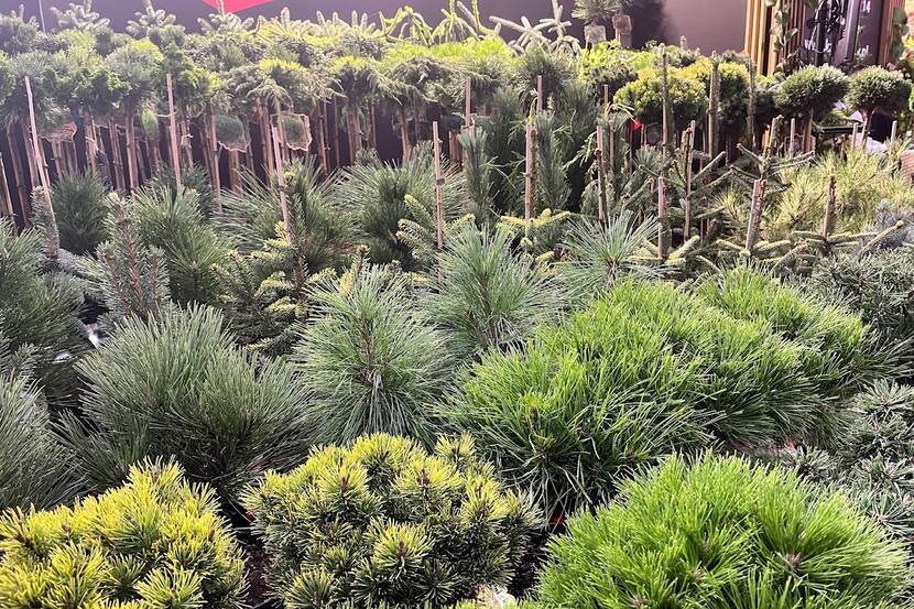 a range of conifers on a display