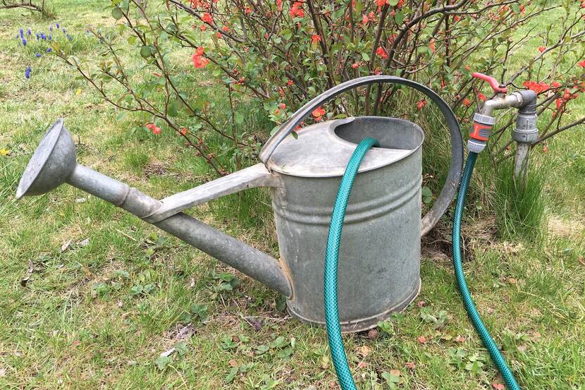 watering can next to water line and a flowering bush