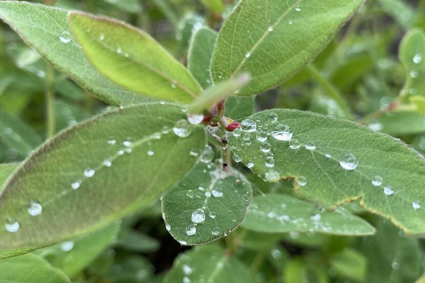rain drops on a green plant