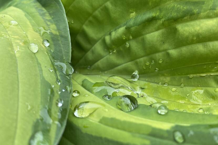 rain drops on a green hosta leave