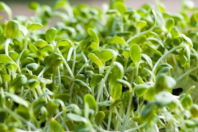 alfalfa sprouts