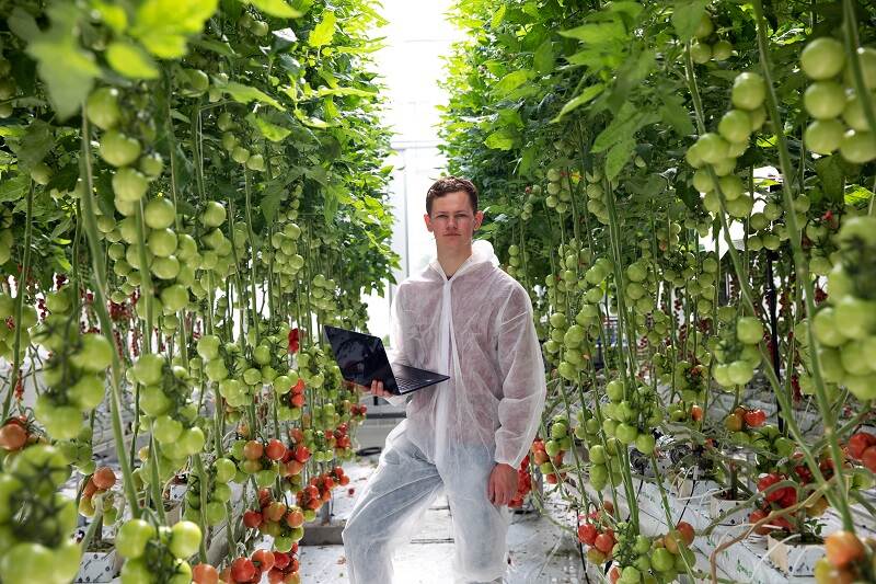 Student in tomato farm