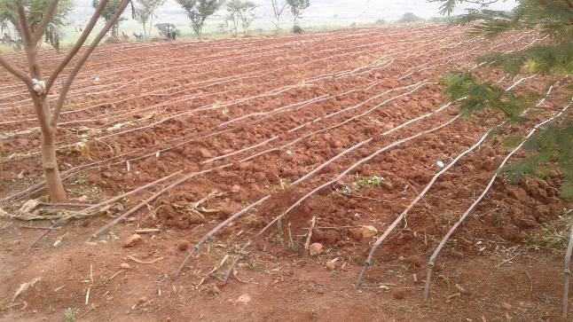 Drip irrigation at SUNRIPE Farm