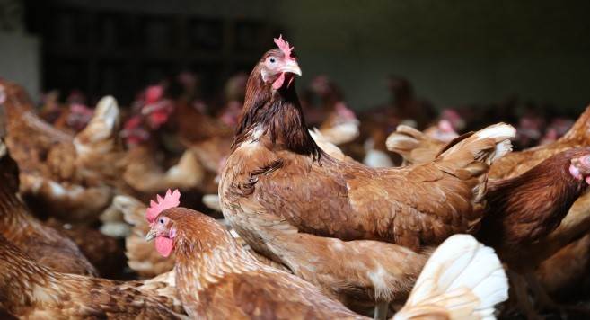 Factsheet Poultry in Rwanda