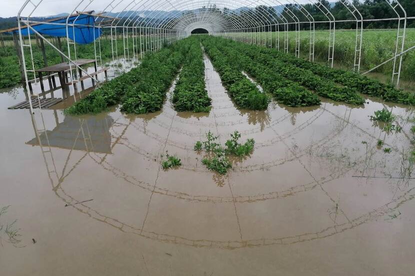A flooded raspberry orchard