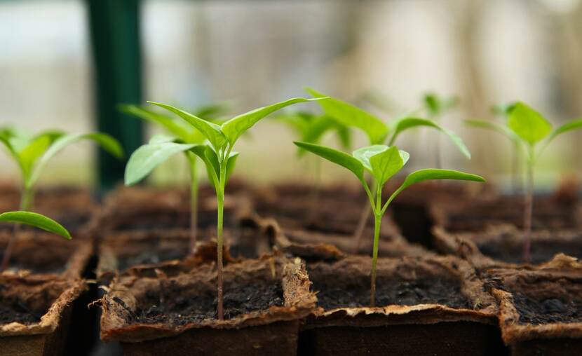 Plant seedlings in pots