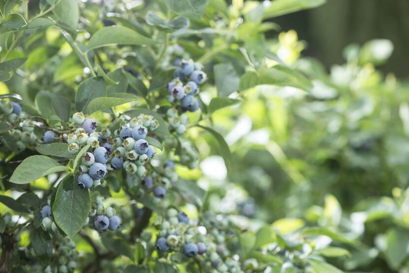 Blueberries on a shrub