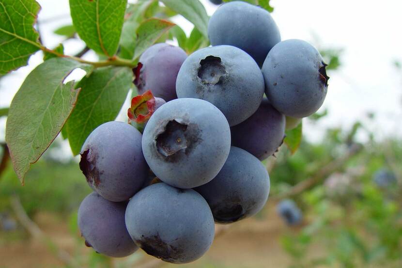 A cluster of ripe blueberries