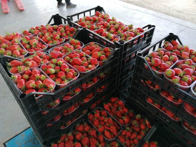 Crates full of strawberries