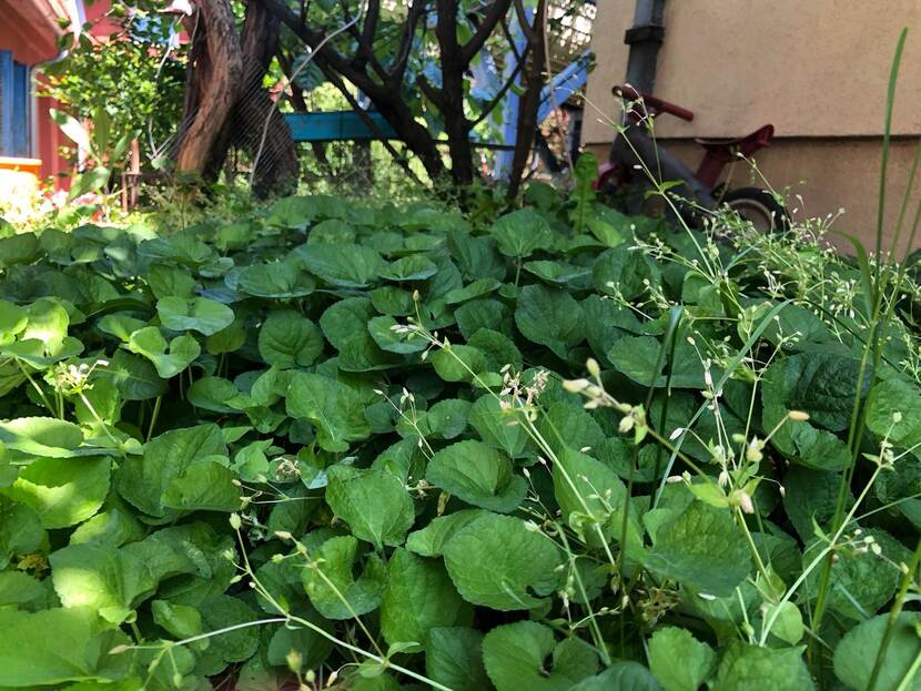 Flowers and lush plants can be seen in a bacdoor garden.