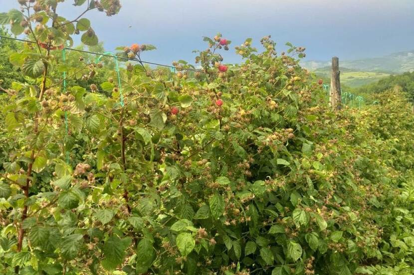 A lush green rasberry plantation in Serbia