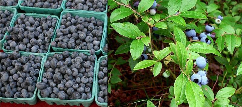 Blueberries can be seen in bushes and harvested, put neatly into boxes.