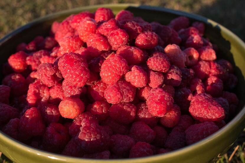A bowl of freshly picked raspberries in the late afternoon sunshine