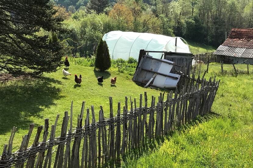 Chickens are seen grazing in a garden separated by a wooden fence in a rural mountain village in Serbia.