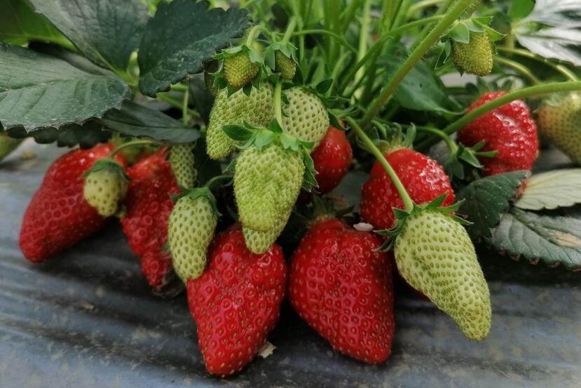 Ripe and ripening strawberries