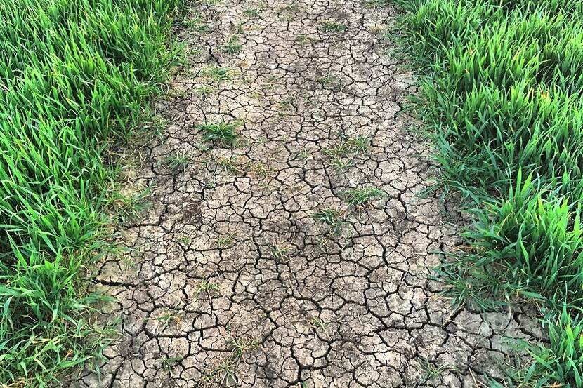 A field with growing crop is visible, the soil is cracked and dry because of a drought.