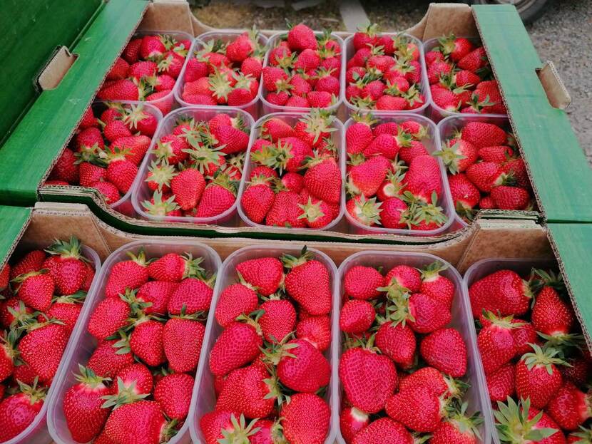 A large crate is filled up with boxes of large, ripe, scarlet-colored strawberries.