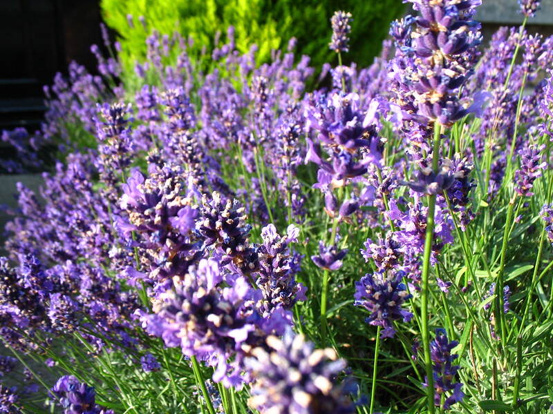 Lavender in a field
