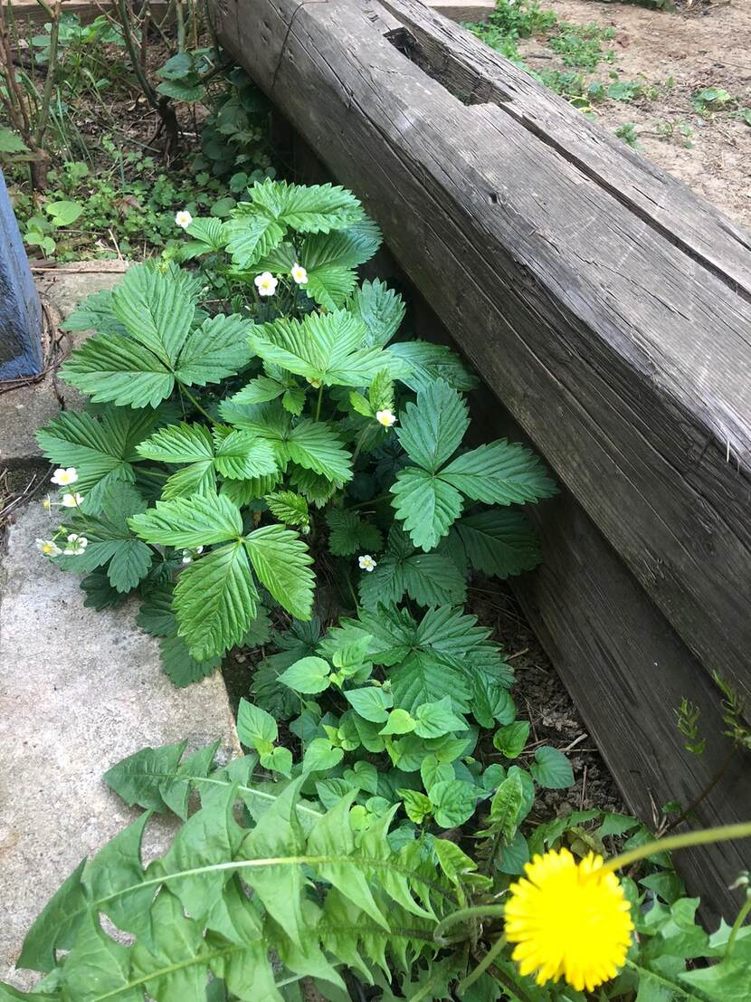 Strawberry plant can be seen in a garden