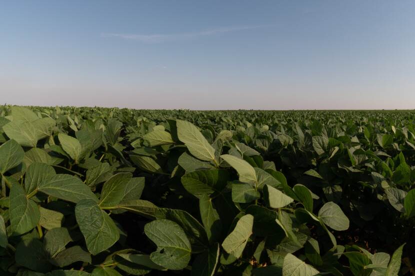 Emerald-green soy plants in a field bask in the afternoon sunlight