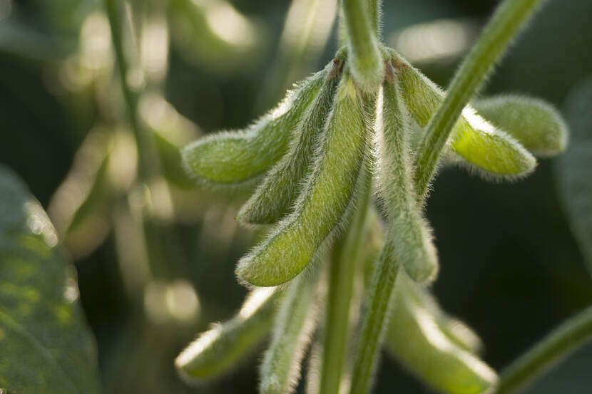 Close up photo of soybeans ripening on the plant