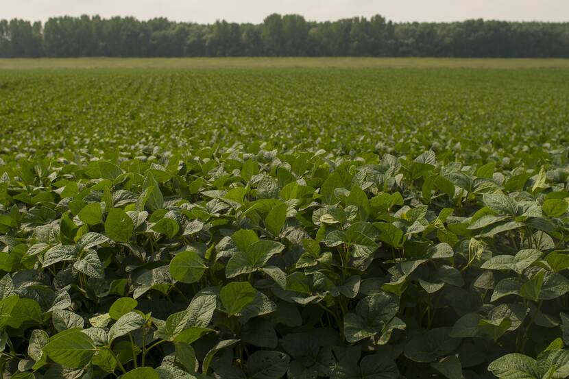 A verdant green soy plantation