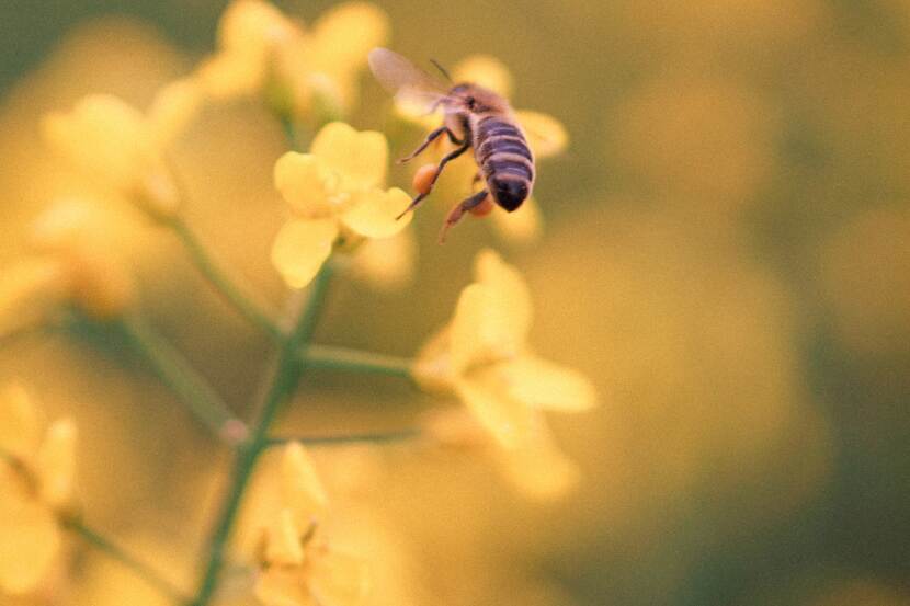 A bee approaching a flower