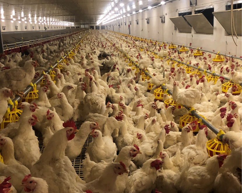 Chickens at a poultry farm in Serbia