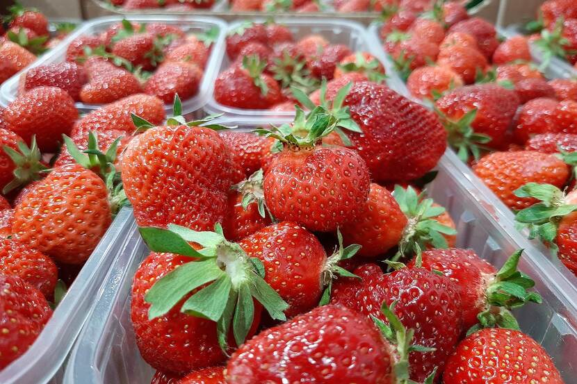 A close-up picture of ripe, red strawberries in plastic containers.