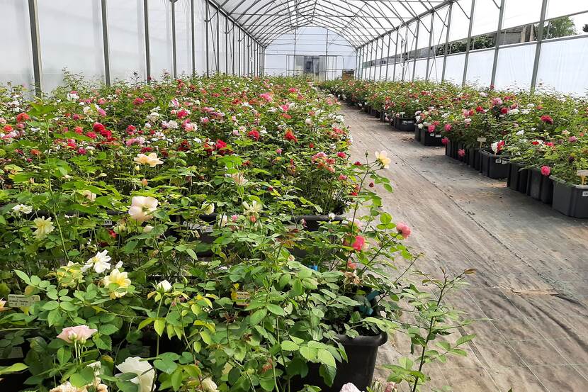 Roses in a greenhouse.