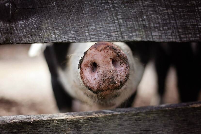 Close-up of a curious pig's snout sticking out of behind a fence.