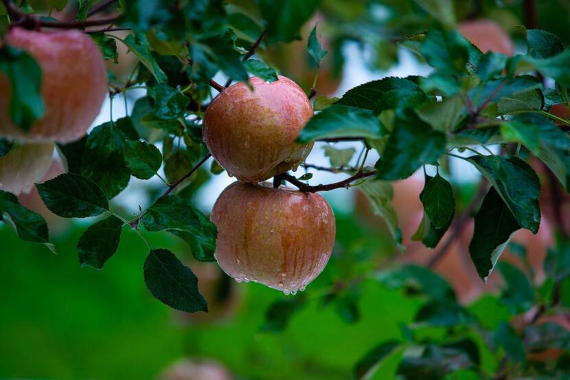 Apple in rain