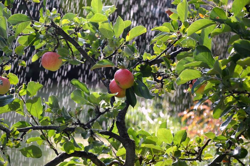 Apple tree and irrigation