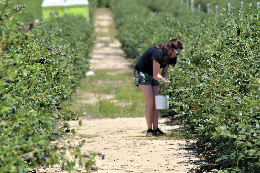 girl picking blueberries in a plantation