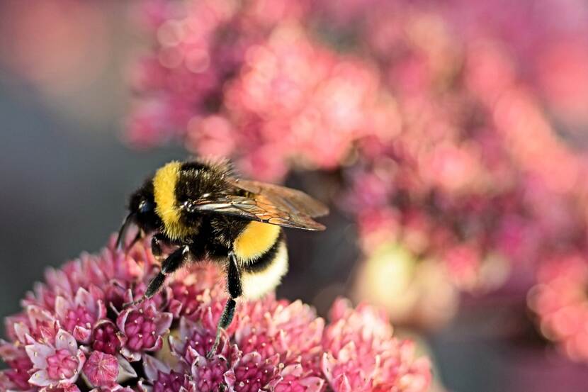 Bumblebee on a flower.