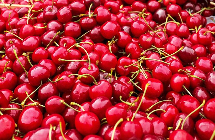 Close-up of ripe, red cherries