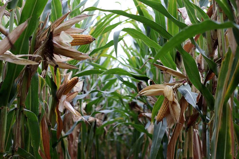 Corn plants with ears of corn on the cob.