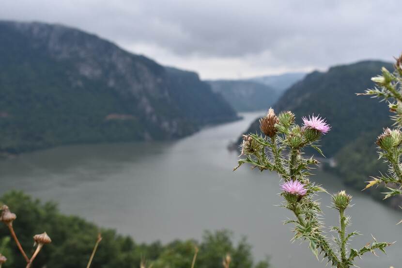 A thistle flower and panoramic view of a river valley between hills in the  Đerdap National Park in Serbia