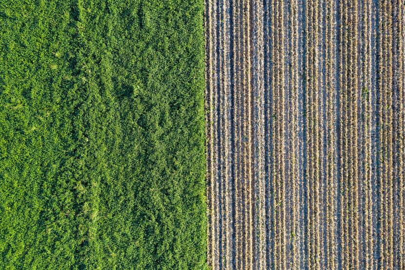 A field is shown from above. Half of the field is entirely harvested, with brown stubs sticking out of the ground in rows. The other half is verdant green, covered in vegetation.