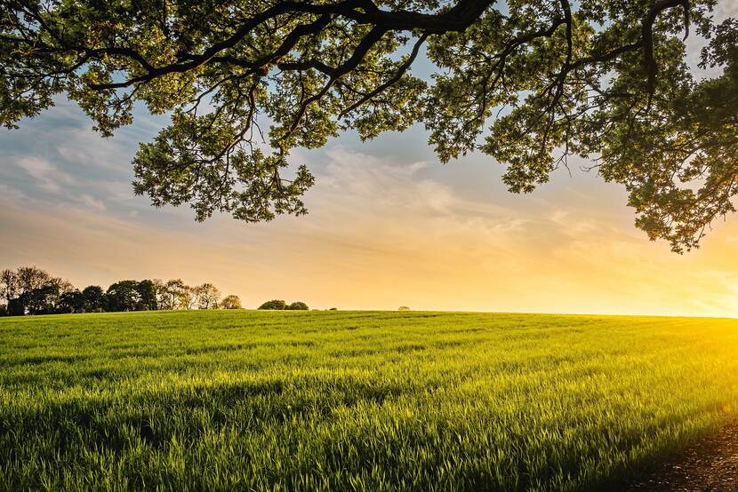 Green meadow, tree branches.