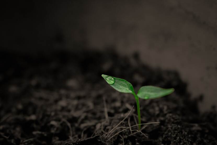 Picture of a tiny sapling plant growing out of rich, black soil