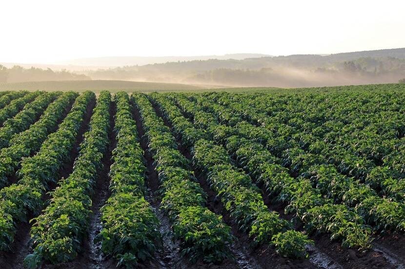 Potato field basks in the golden light as the night fog dissolves in the morning sunshine