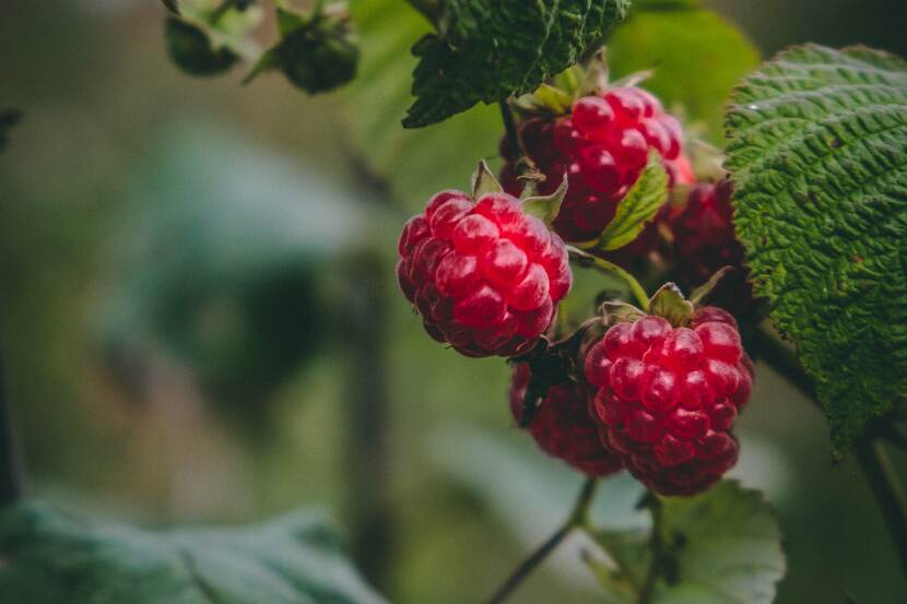 A nice picture of raspberries.