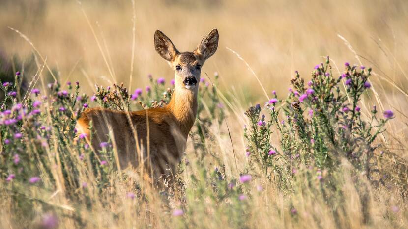 Roe deer