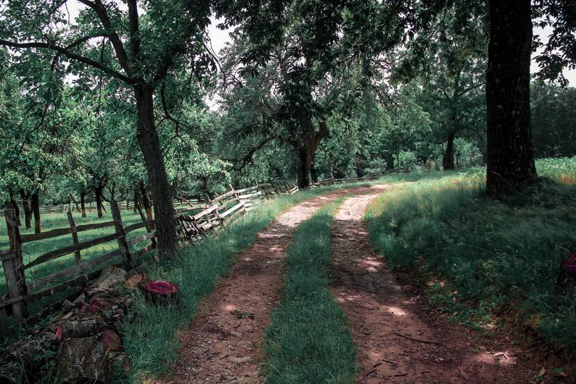 A green forest and a fenced off orchard next to a packed earth road in the Serbian countryside.