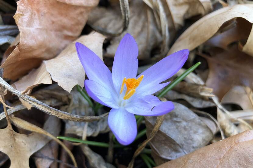 Woodland crocus blooming on a forest floor