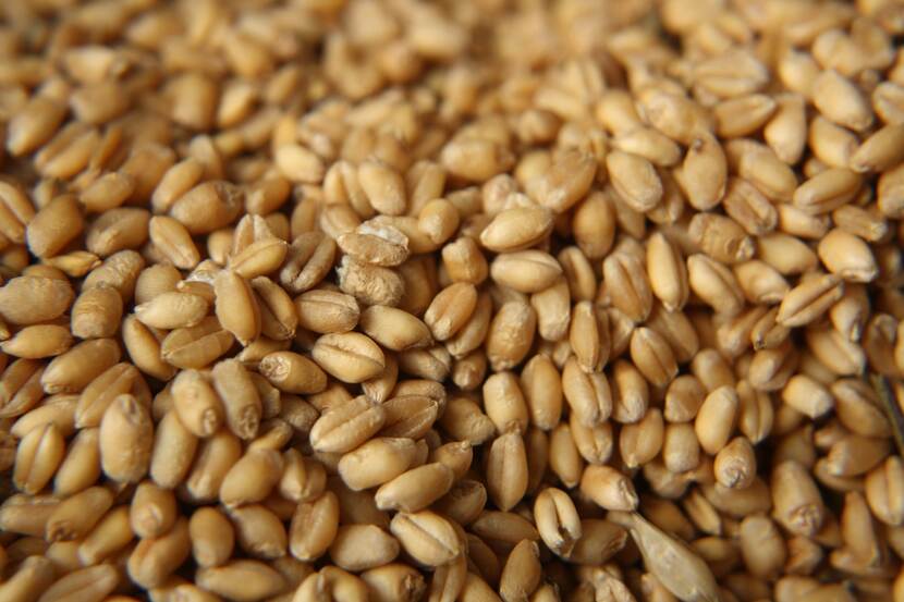 Close-up picture of harvested wheat grain