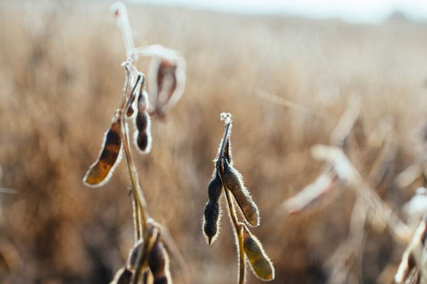 Soy beans in a field that are ready for harvest