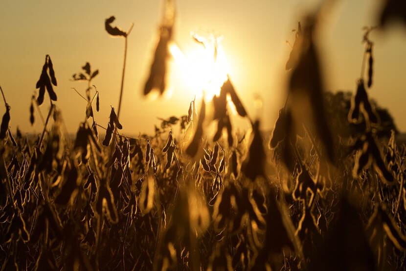 Soya plants with ripe soybeans can be seen in the sunset.